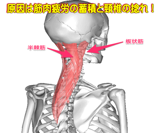 頸部筋の画像説明